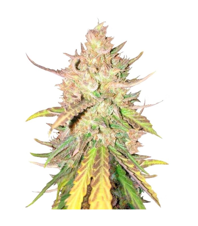 Sugar Candy, Фасовка: 3