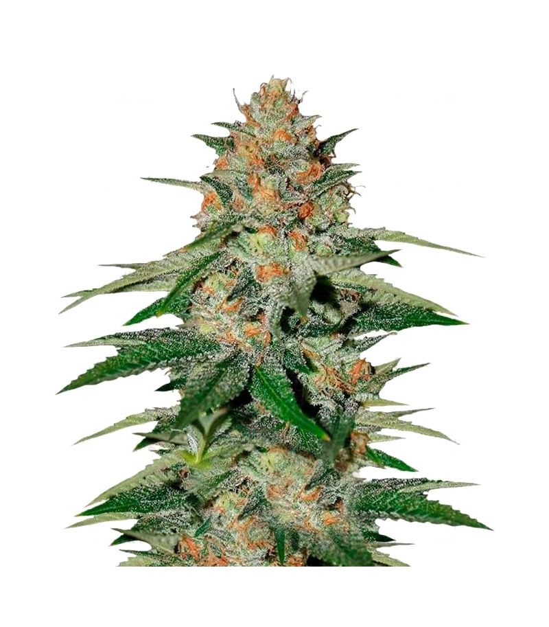 Delicious Candy, Фасовка: 3