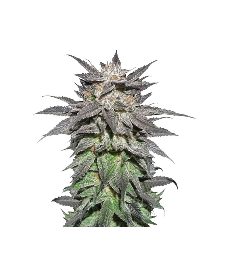 Bubba Island Kush, Фасовка: 5