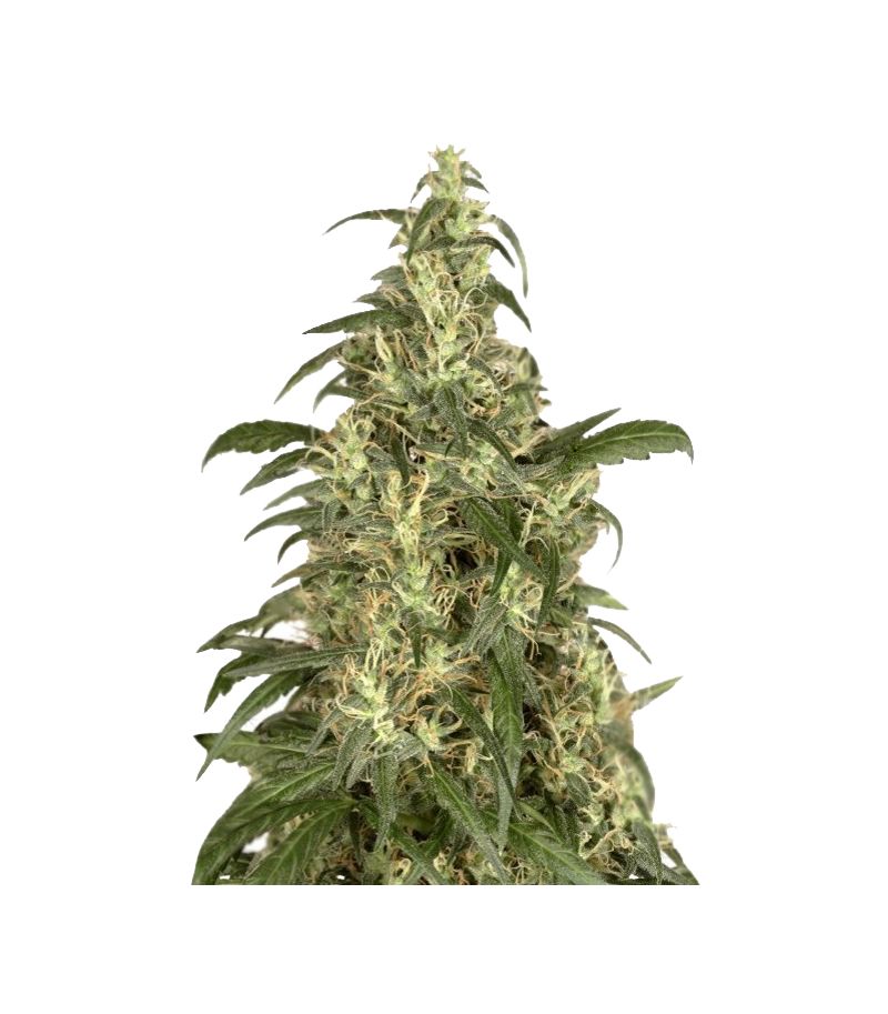 Skunk #11, Фасовка: 3