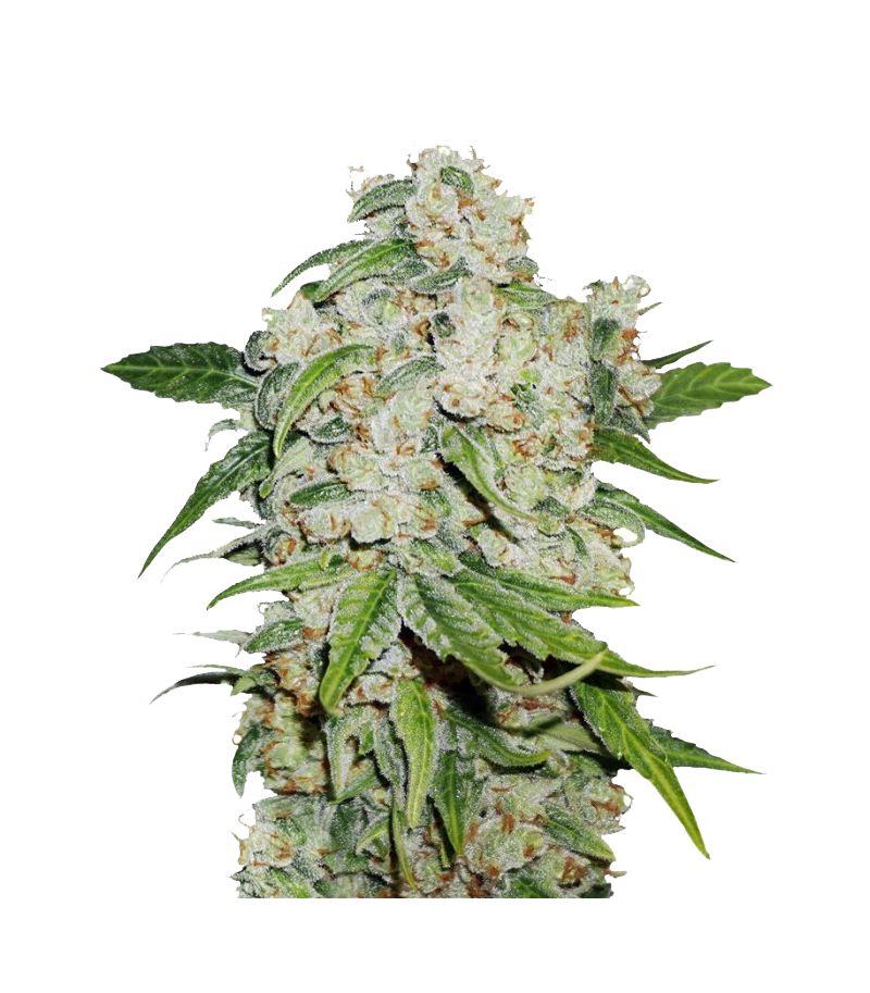 Brooklyn Sunrise Auto, Фасовка: 3