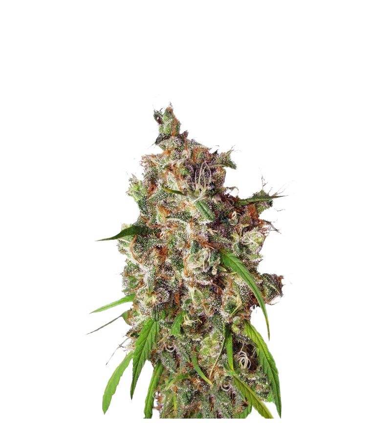 Desfran, Фасовка: 3