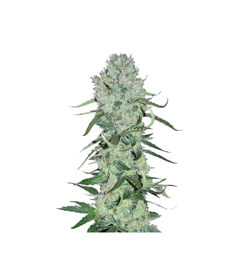 Ultimate Auto, Фасовка: 3