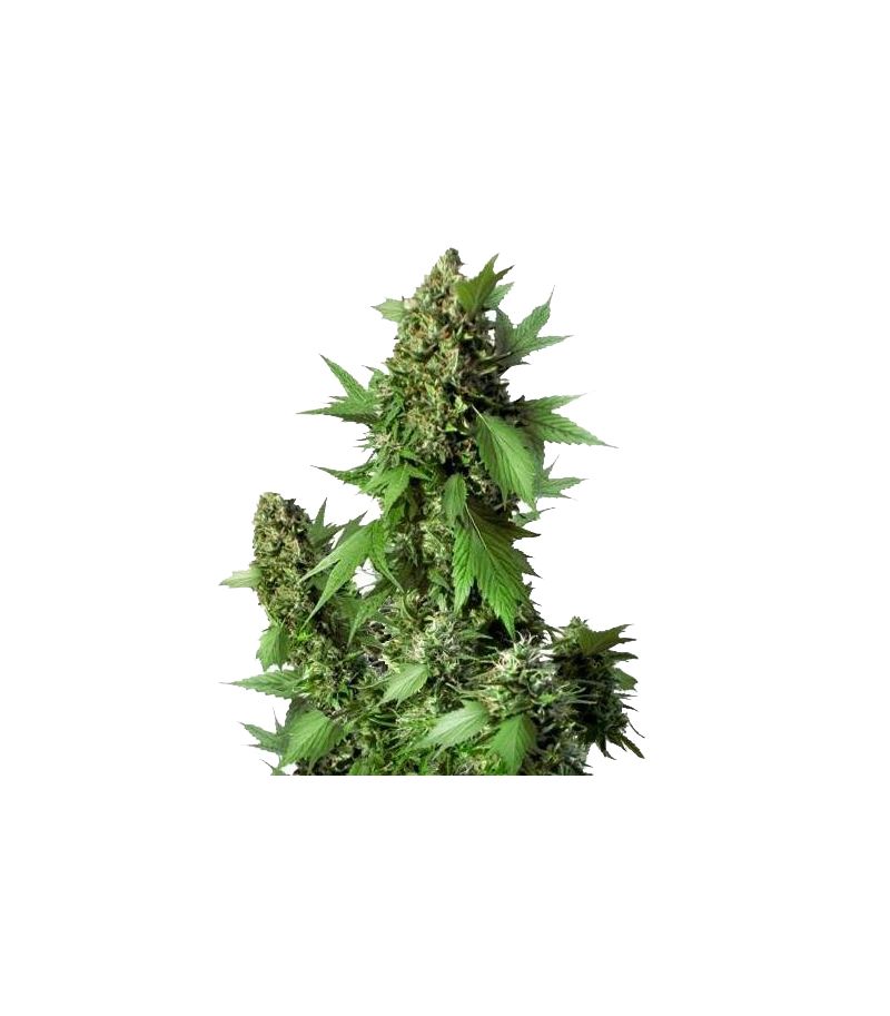 Duck Auto, Фасовка: 1