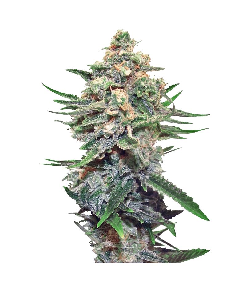 Snegurochka, Фасовка: 3