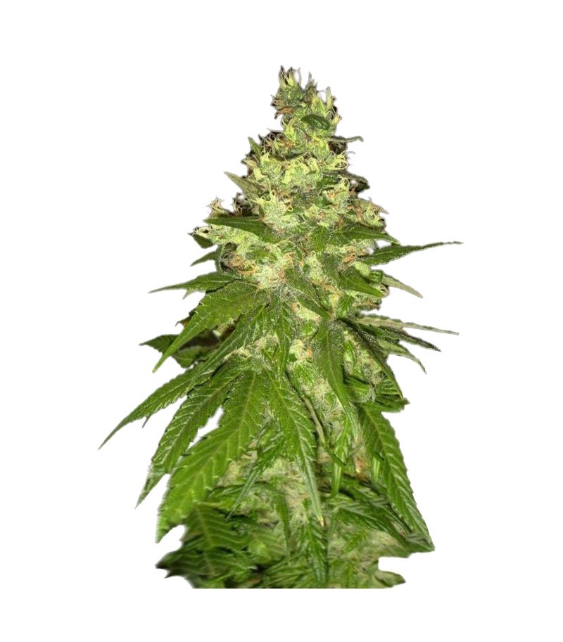 Mekong High, Фасовка: 3