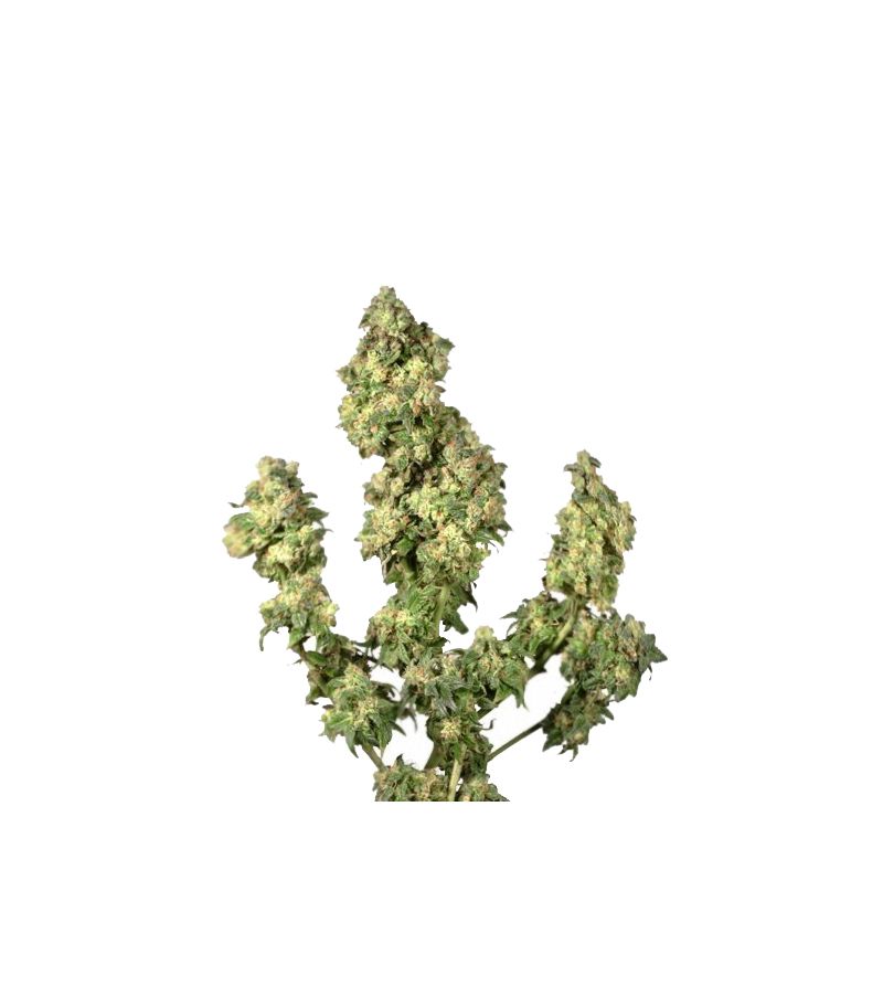 Ultra Skunk, Фасовка: 3