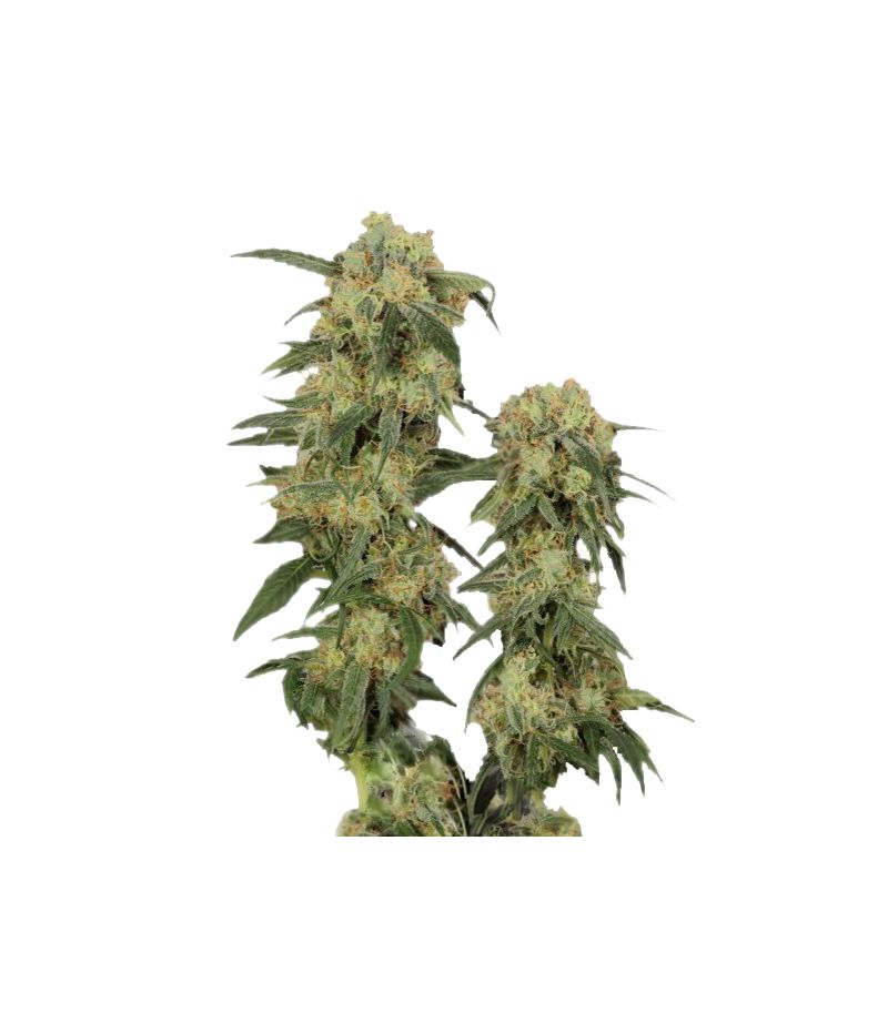 Pamir Gold, Фасовка: 3