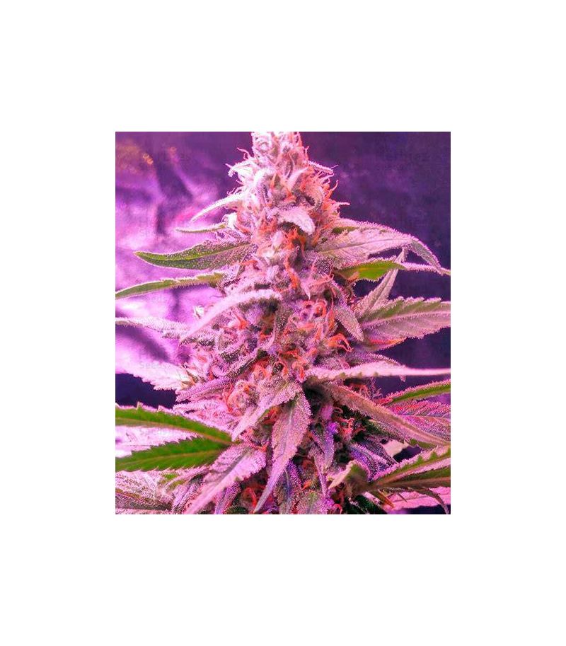 Blue Mystic, Фасовка: 5, изображение 5
