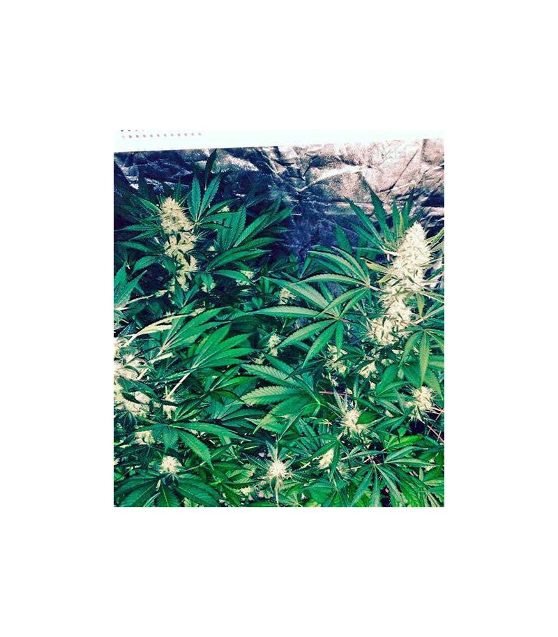 Mango Skunk, Фасовка: 5, изображение 3