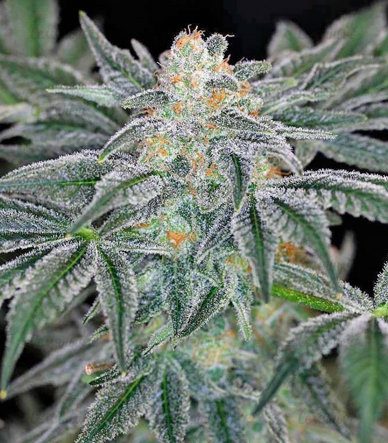 Mazar Kush, Фасовка: 7