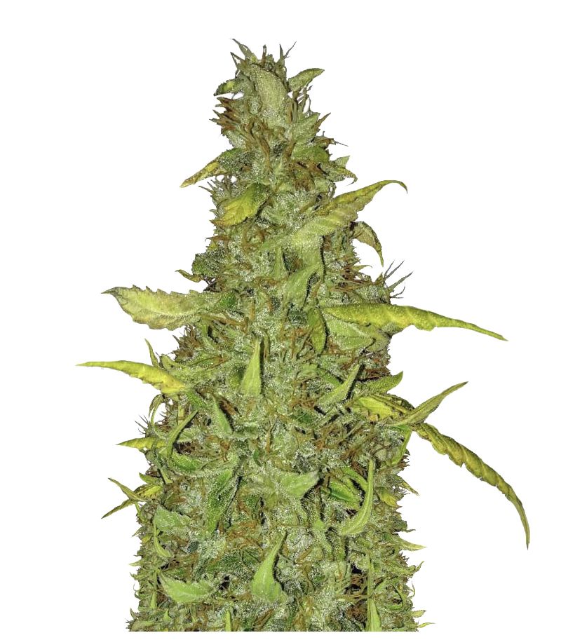 Anubis, Фасовка: 3+1