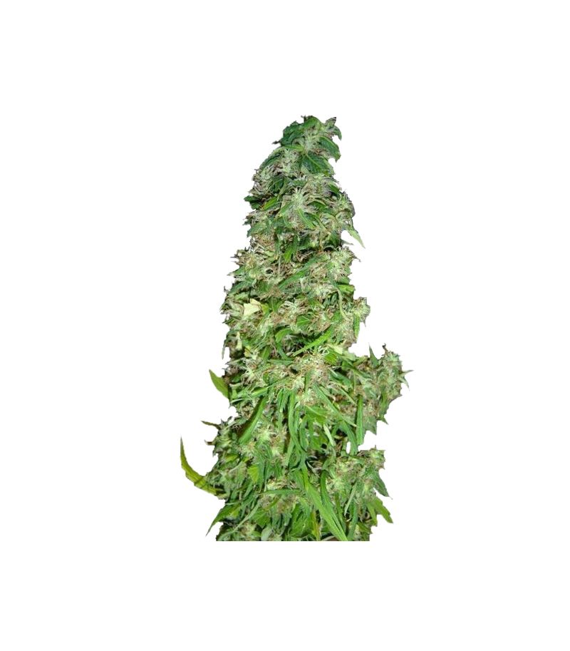 Arjan's Haze #2, Фасовка: 10