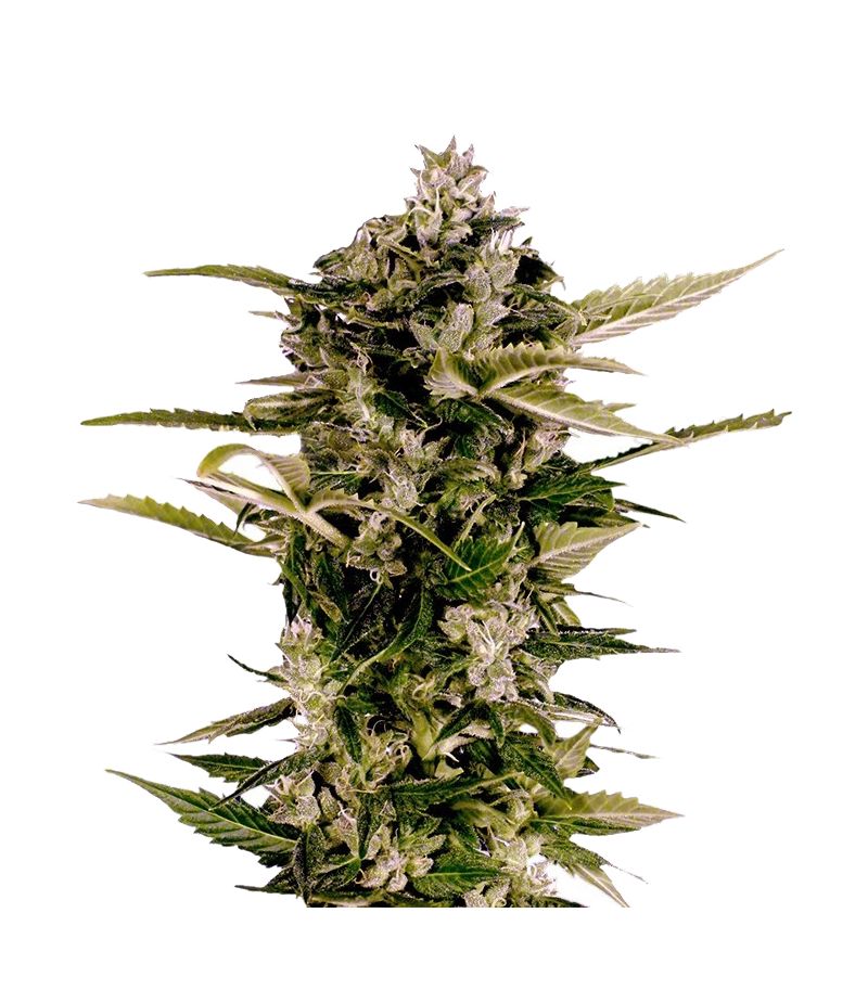 Auto-Bomb, Фасовка: 3