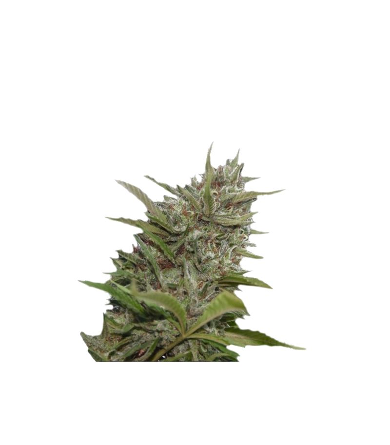 Whiteberry Auto, Фасовка: 3