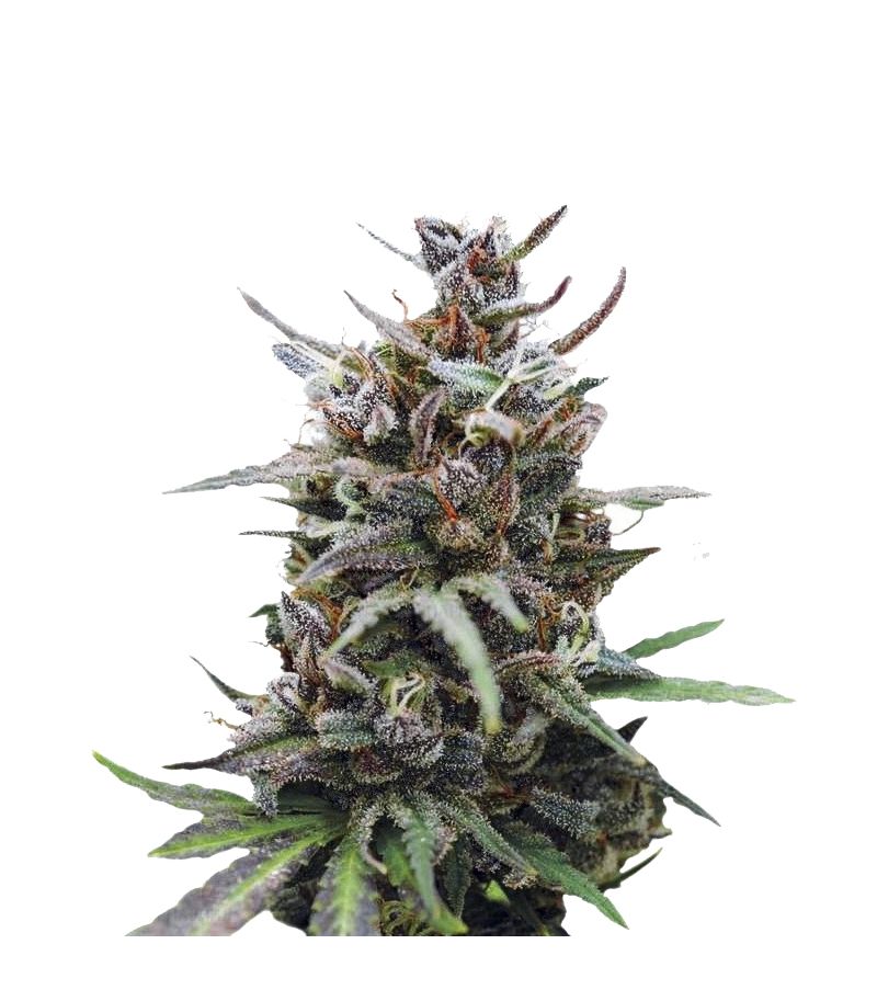 Baby Boom Auto, Фасовка: 3