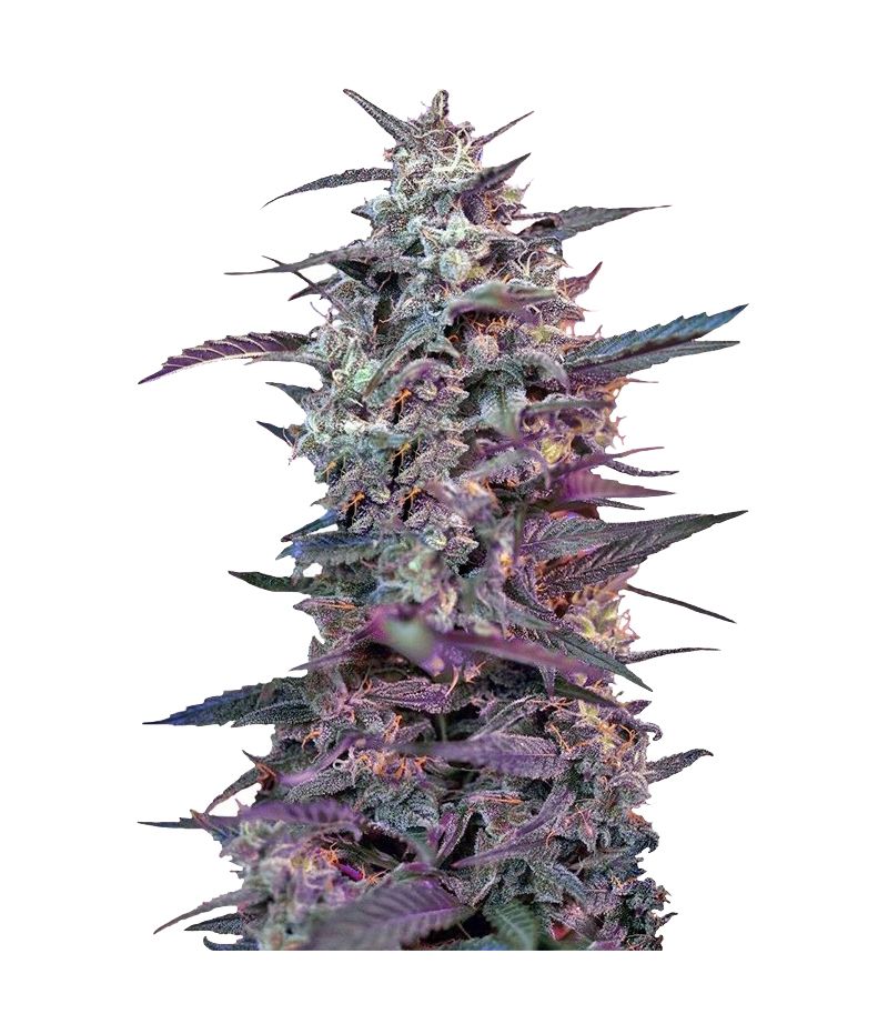 Bloody Skunk Auto, Фасовка: 3+1