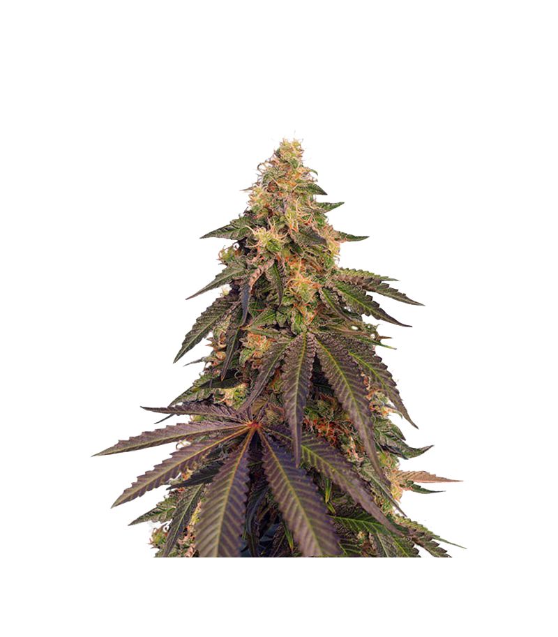 Cream Caramel CBD, Фасовка: 5+2