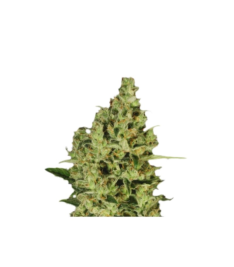 Delahaze, Фасовка: 5, изображение 2