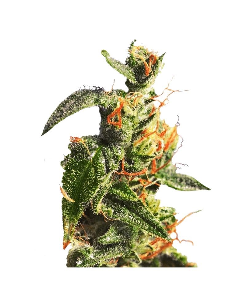 Diesel Glue, Фасовка: 10