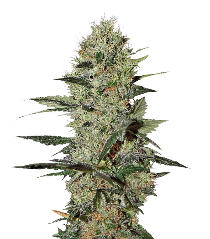 Exodus Cheese Auto, Фасовка: 5