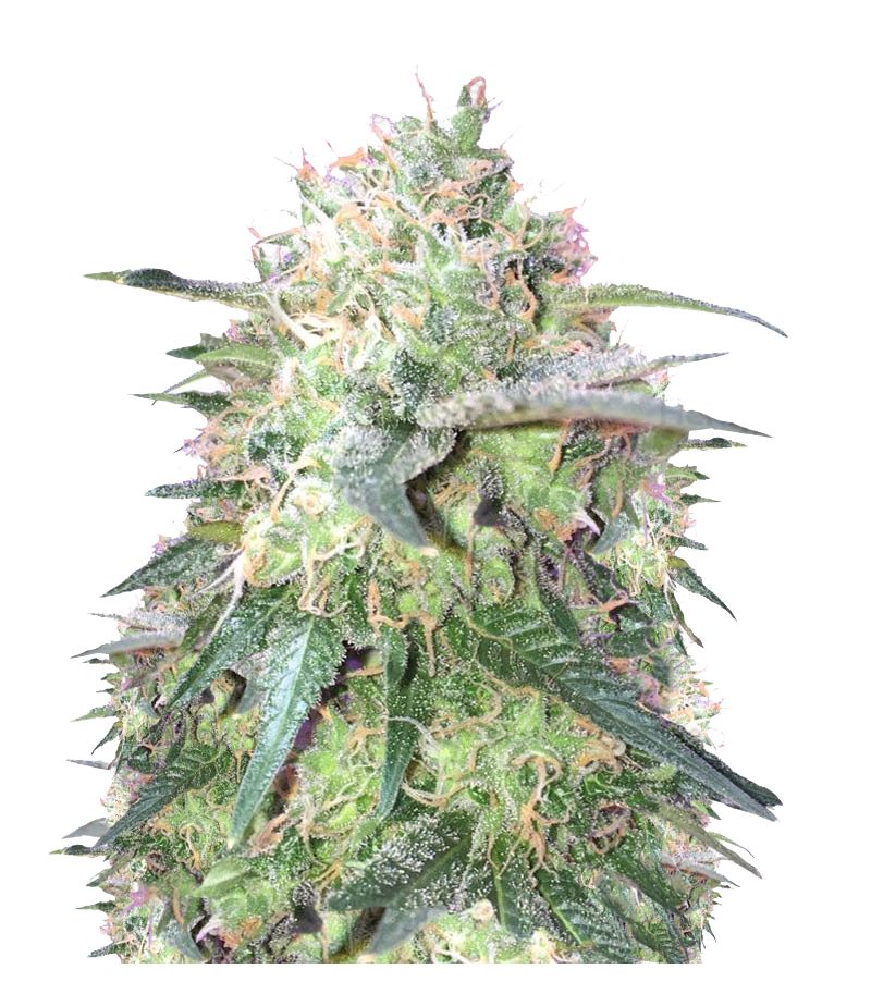 Fresh Candy, Фасовка: 3+1, изображение 2