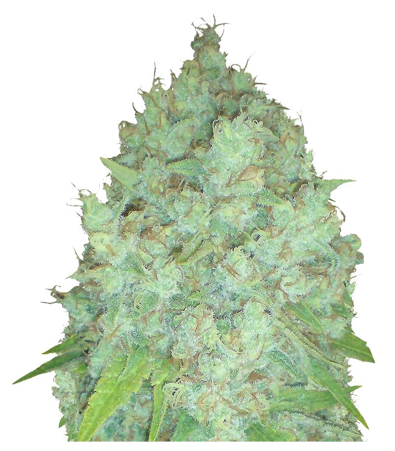 Galaxy, Фасовка: 1