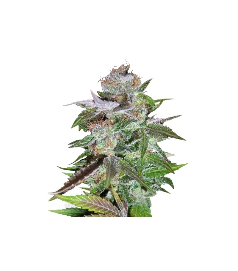 Ice Reg, Фасовка: 10