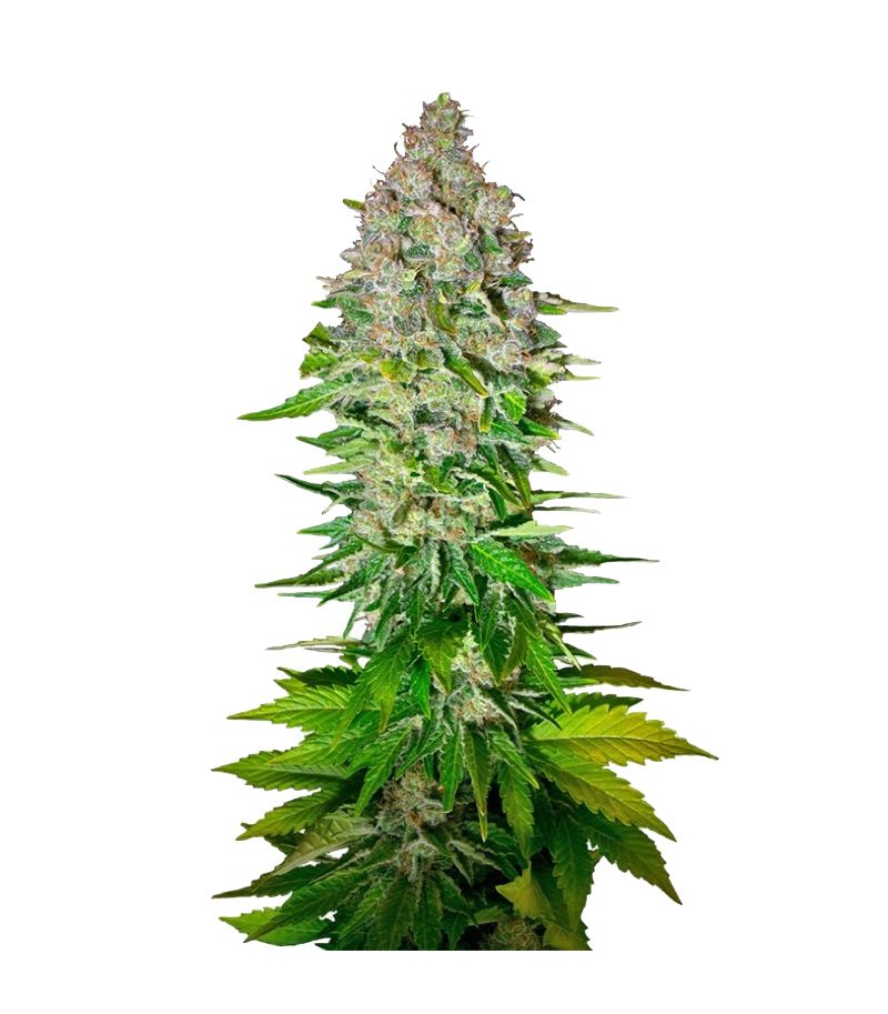 Jack 47 Fast Version, Фасовка: 3+1