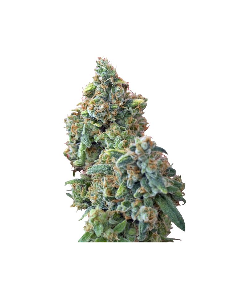 Kaya Gold, Фасовка: 3