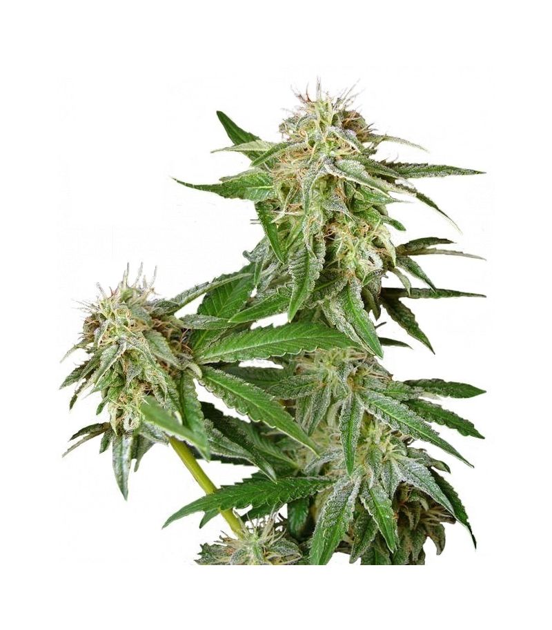 Lady Burn 1974, Фасовка: 3