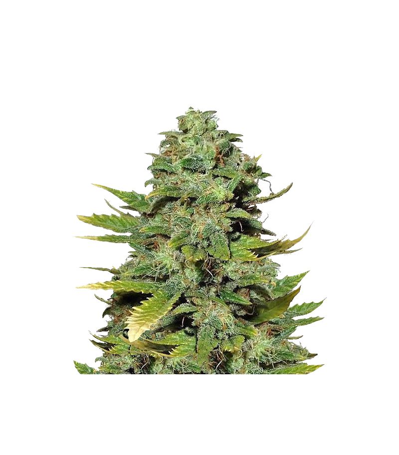 Mango Skunk Reg, Фасовка: 10