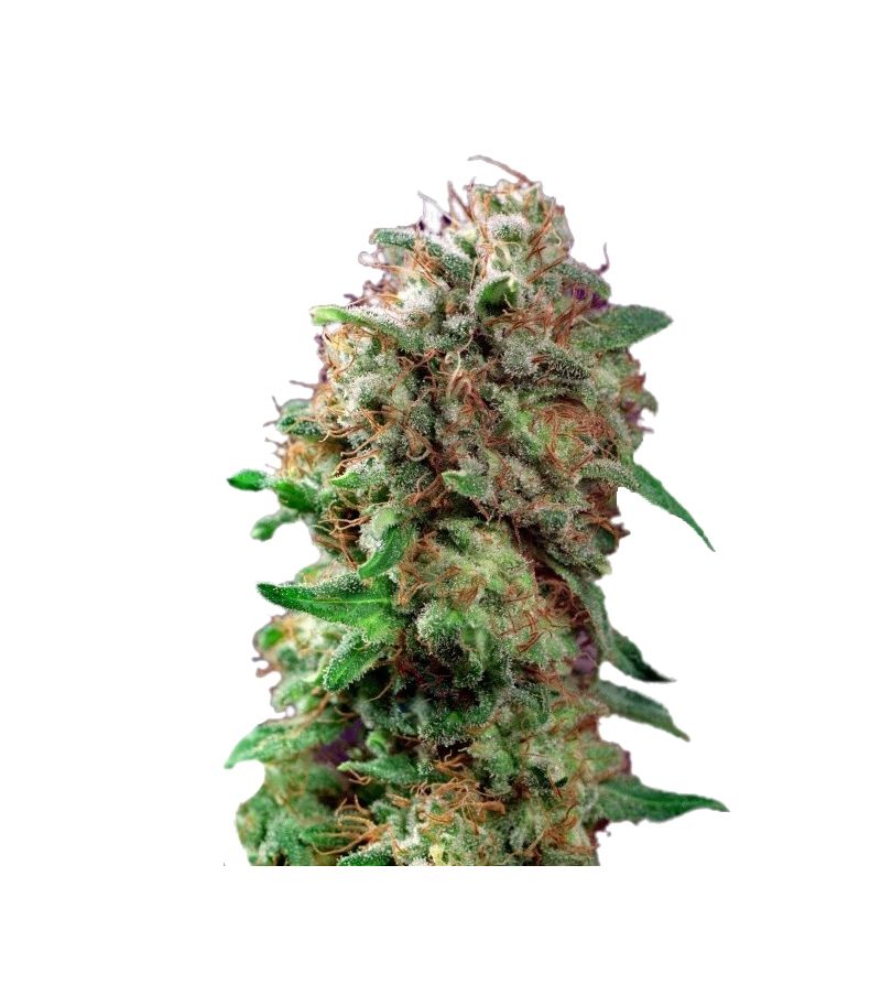 Mazar, Фасовка: 3