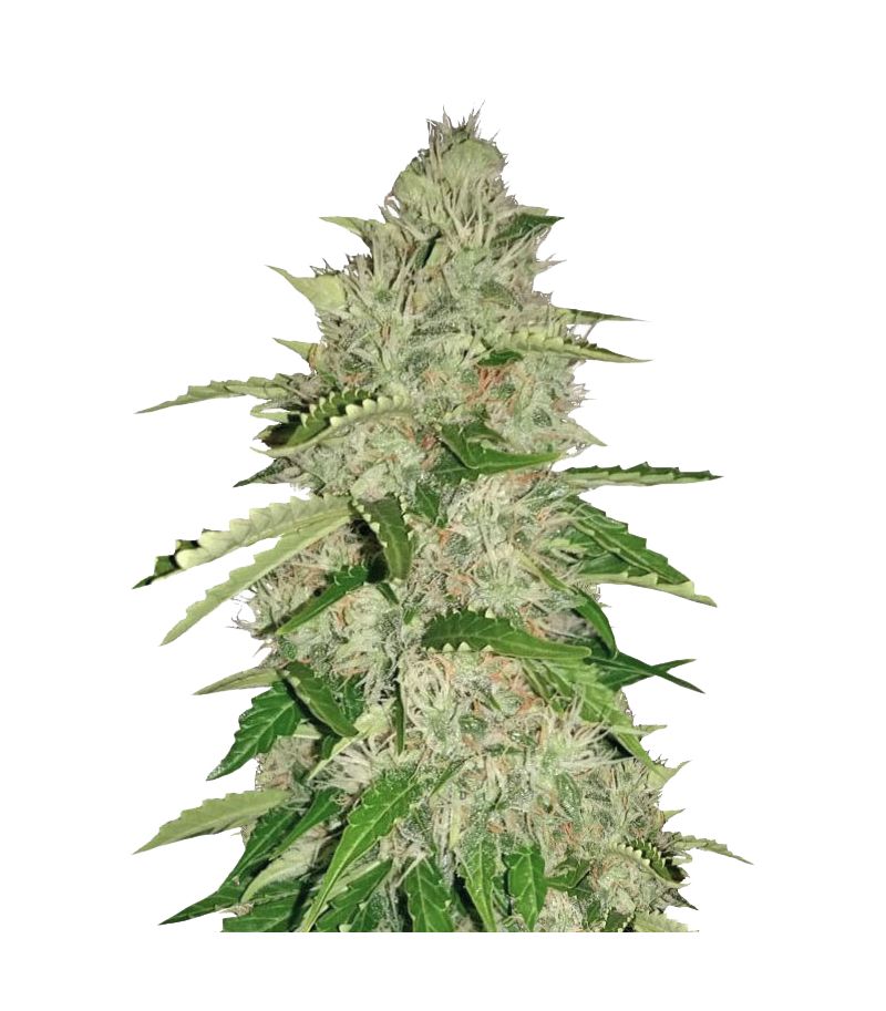 Nefertiti, Фасовка: 5+2