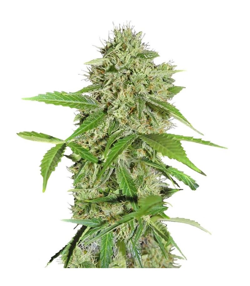 Northern Lights Auto, Фасовка: 3