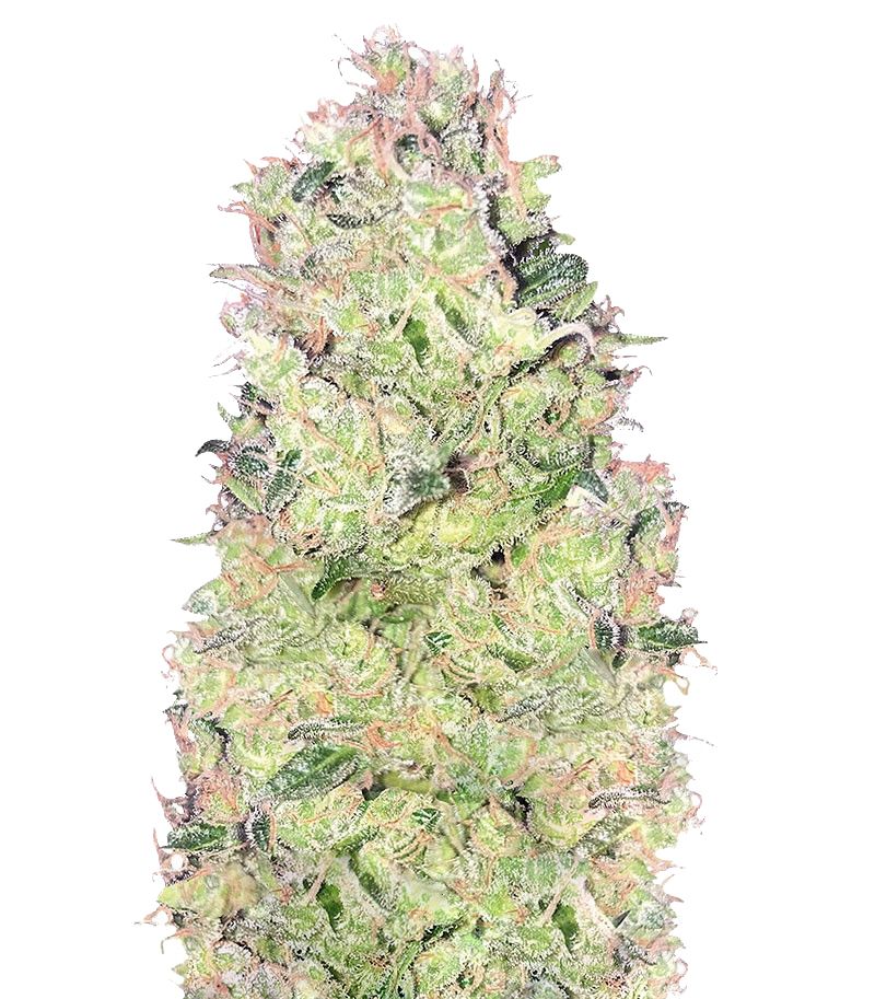 Ramses, Фасовка: 1