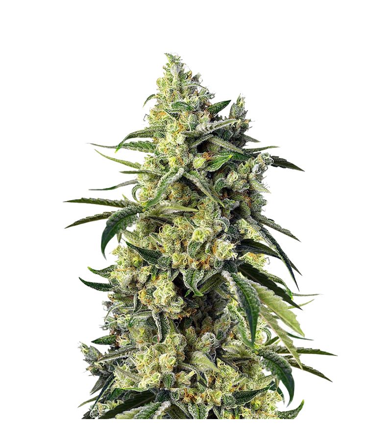 Sweet Amnesia Haze, Фасовка: 3+1