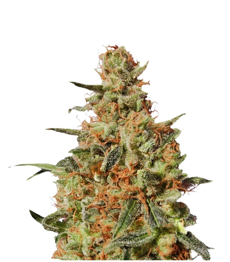 White Domina, Фасовка: 3