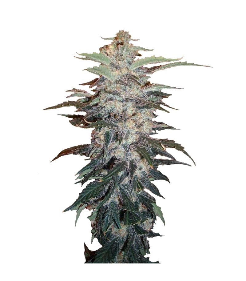 White Widow, Фасовка: 10