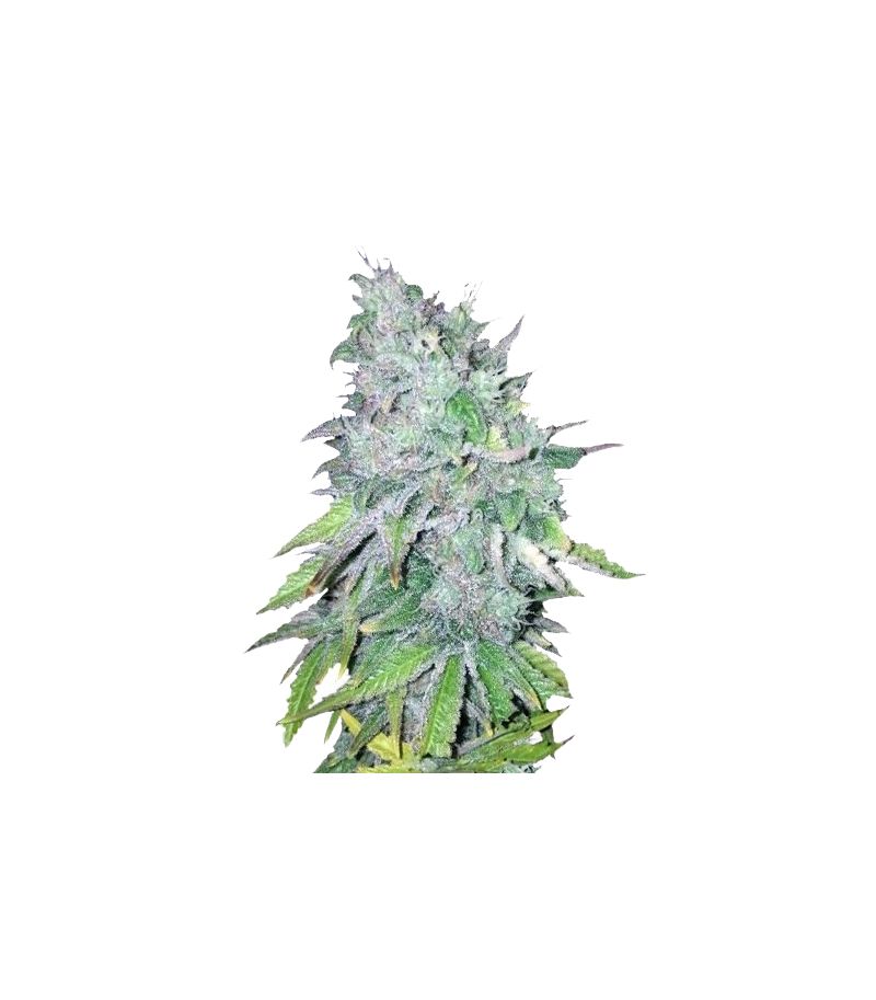 AK-48 Reg, Фасовка: 10