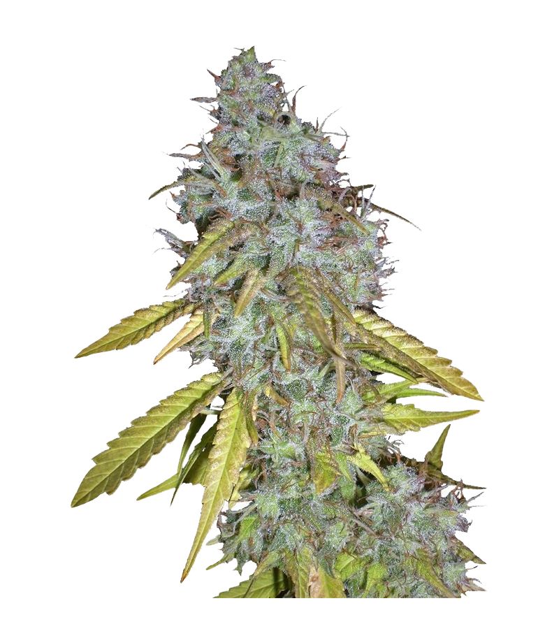 Red Cherry Berry fem, Фасовка: 5