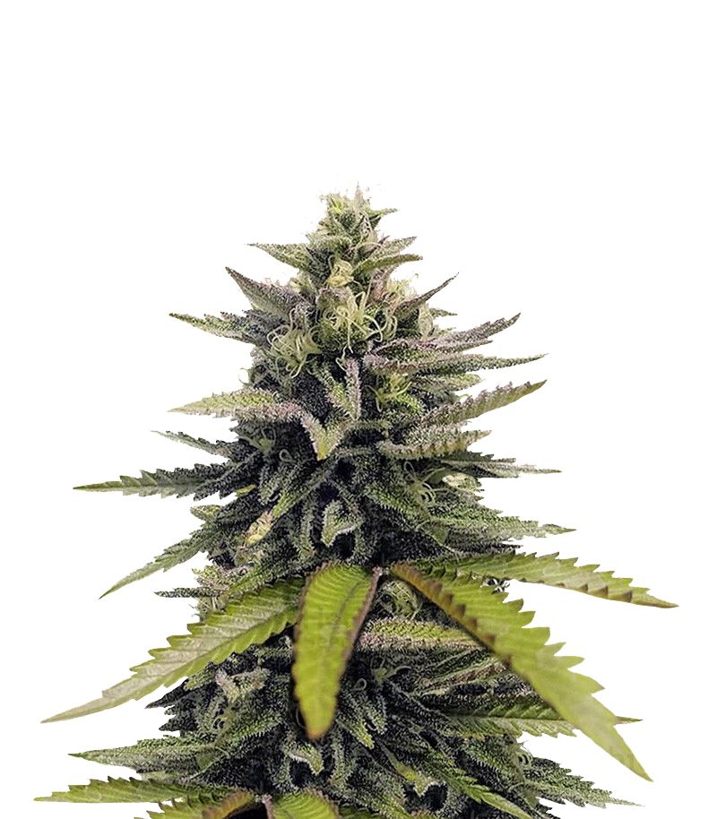 Afghan Hash Plant Reg, Фасовка: 10