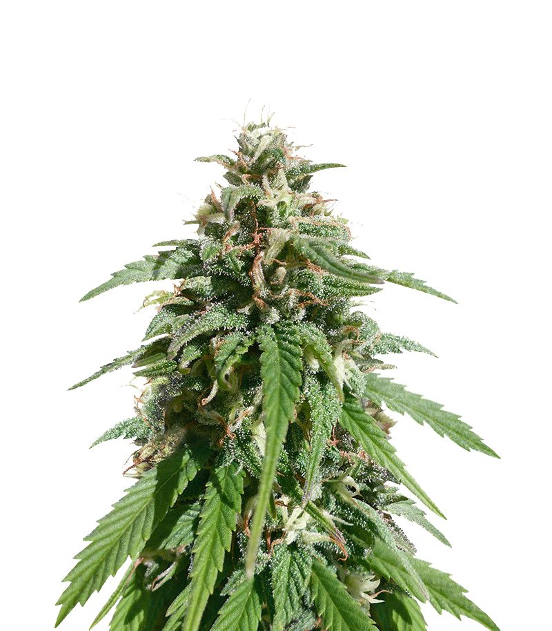 CBD Caramel Reg, Фасовка: 10