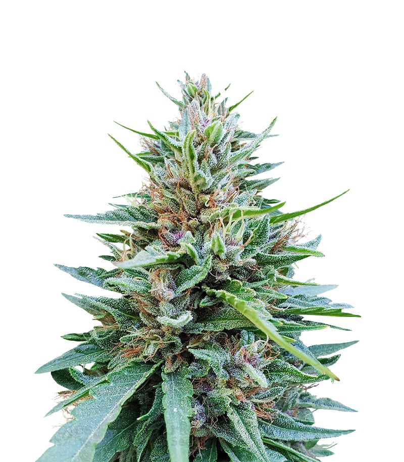 Shaman Reg, Фасовка: 10