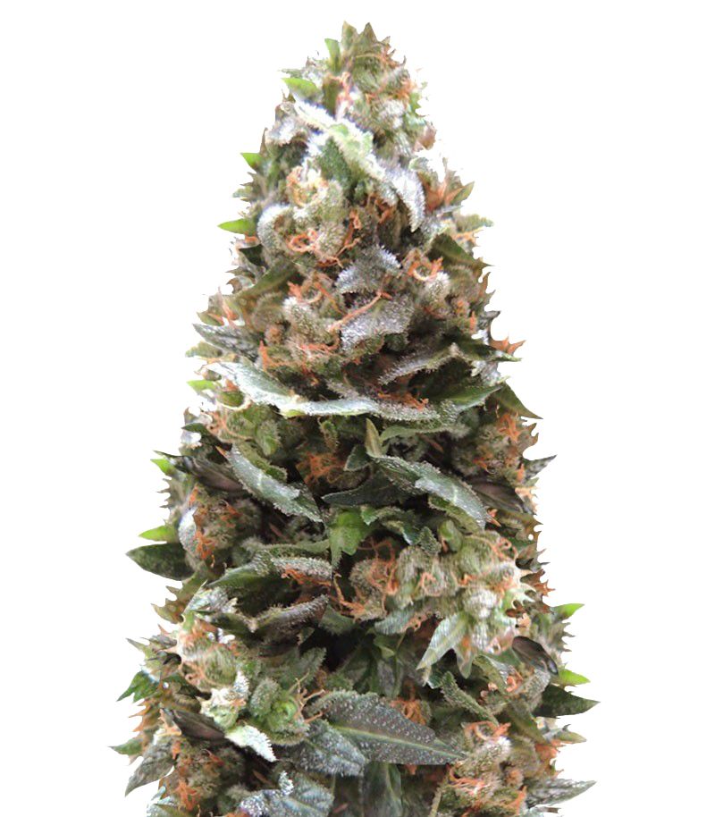 Ogre Auto, Фасовка: 3