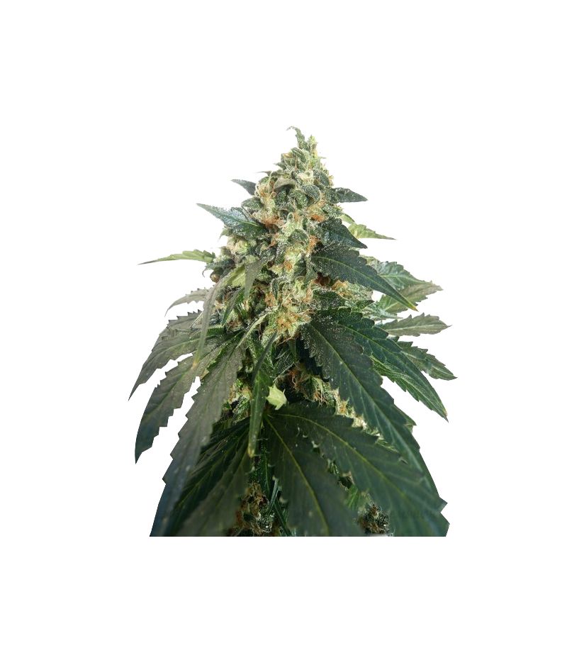 SnowStorm #2 Auto, Фасовка: 7