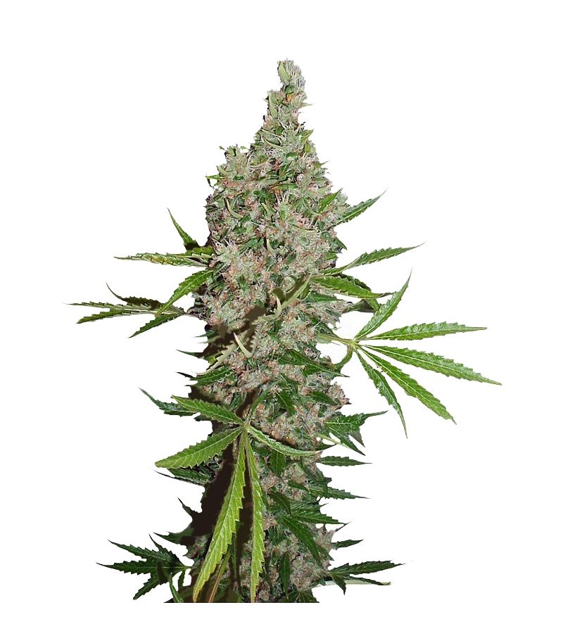 White Widow X The Ultimate Reg, Фасовка: 10