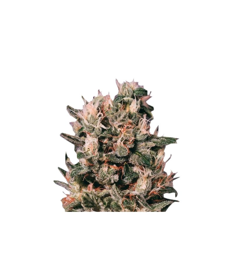 Euforia Reg, Фасовка: 10