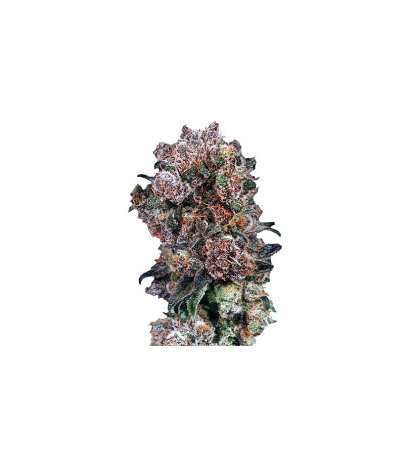 Blueberry Reg, Фасовка: 10