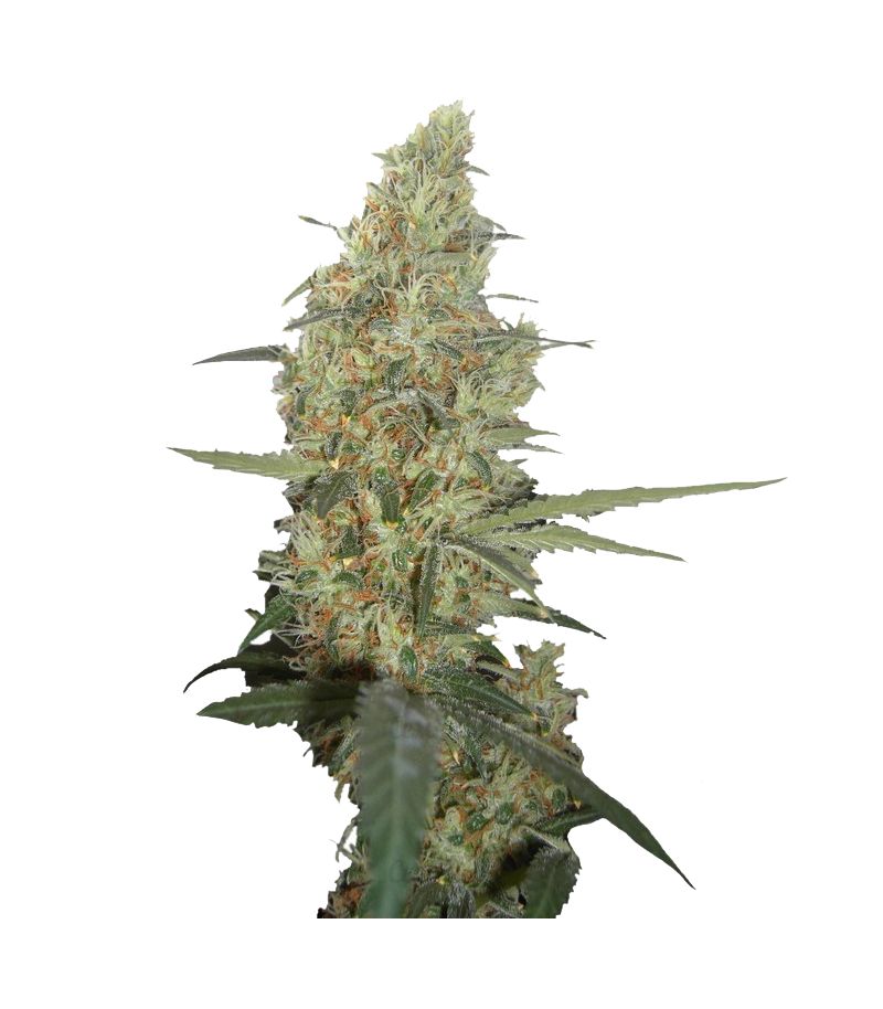 Power Plant Reg, Фасовка: 10